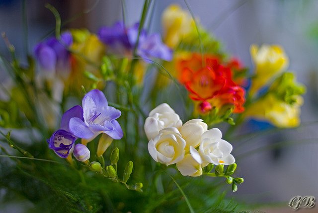 Фрезия белая махровая