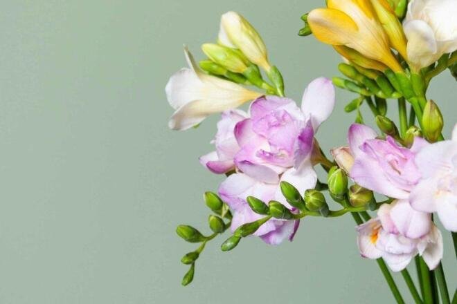 Фрезия Шеннон