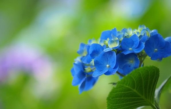 Голубая гортензия