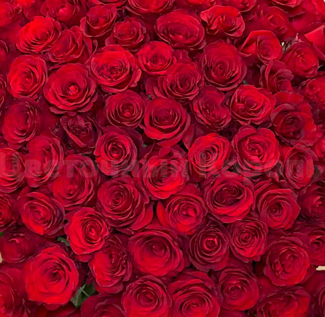 Цветы красные шикарный