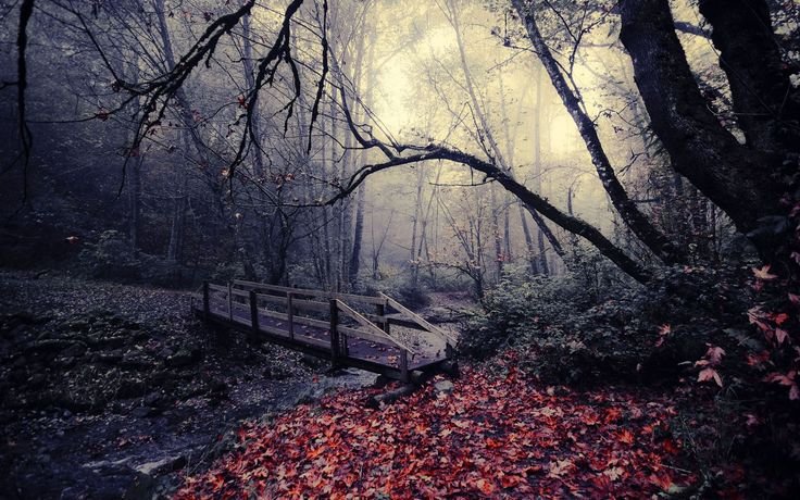 Мрачный лес