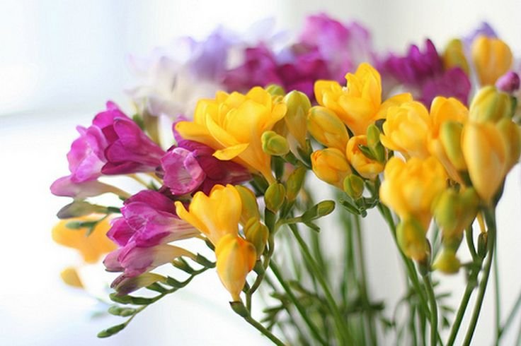 Фрезия (Freesia)