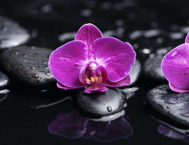 Орхидея фиолетовая