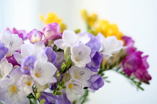 Фрезия Крокус