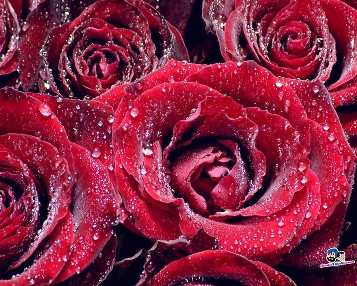 Красивые розы