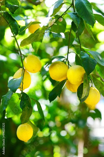 Лимон дерево