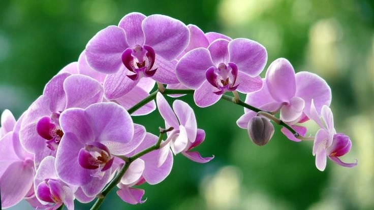 Орхидея Malva