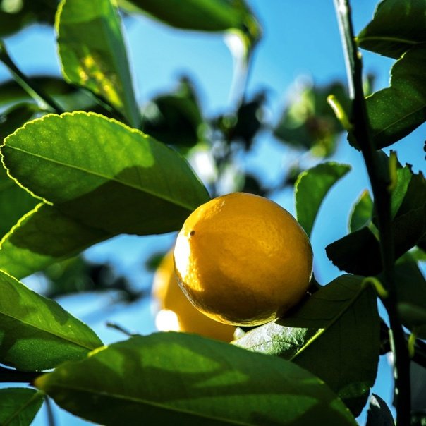 Красивый лимон