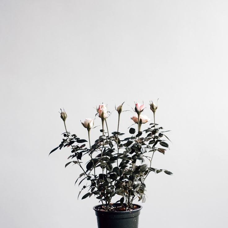 Цветы Минимализм