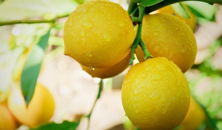Цитрус лимон