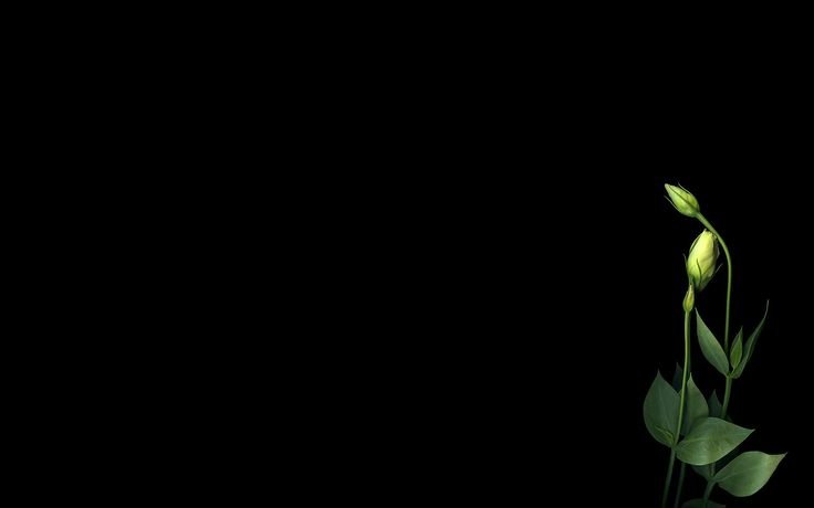 Цветы на темном фоне