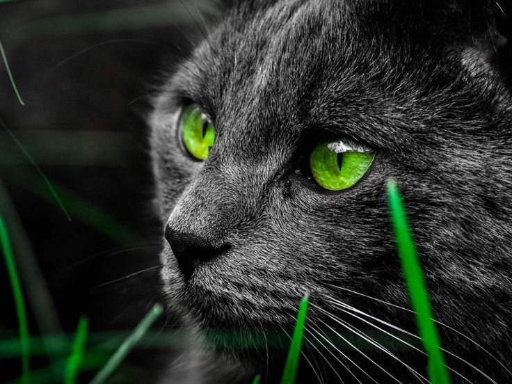Черная кошка с зелеными глазами