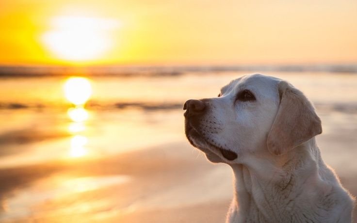 Лабрадор ретривер Солнечный