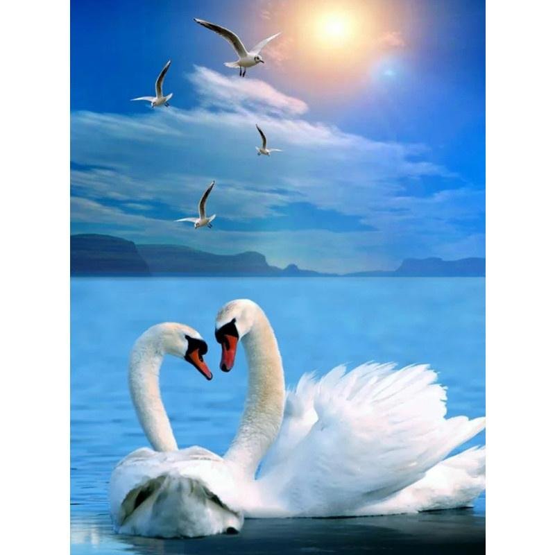 Любовь и лебеди