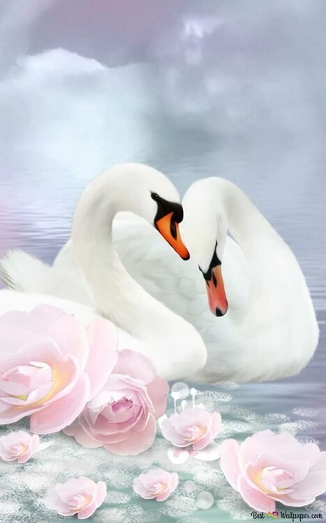 Обои на телефон лебеди