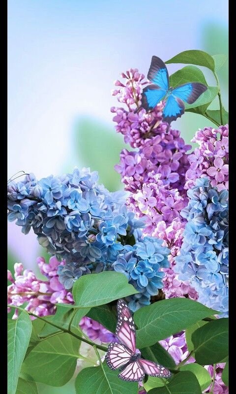 Яркие весенние цветы