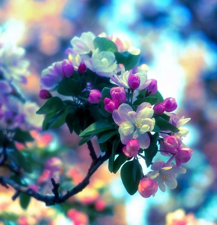 Яркие цветочки