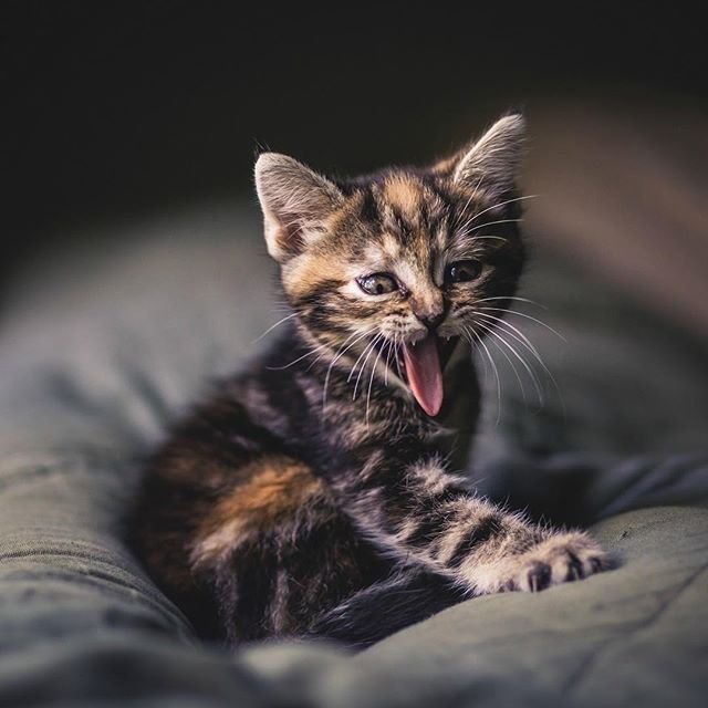 Кошечки на рабочий стол