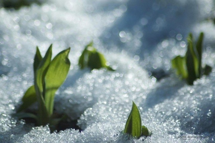 Весенний снег