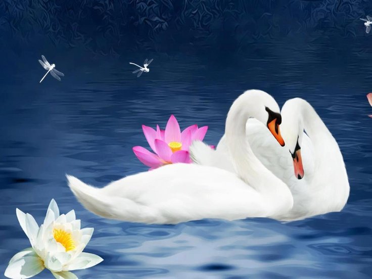 Пара лебедей