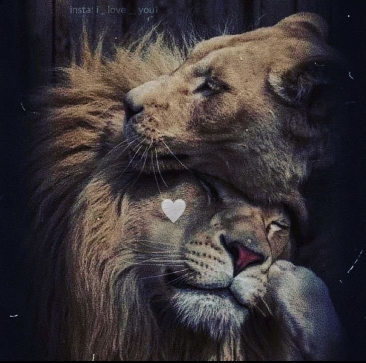 Львы нежность