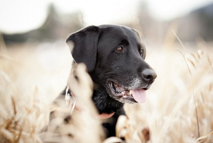 Лабрадор ретривер черный