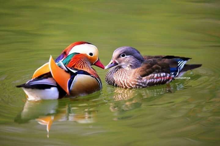 Утки мандаринки фен шуй