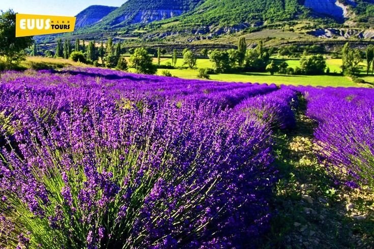 Лавандовые поля во Франции