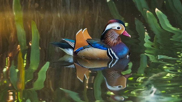 Китайская утка Мандаринка