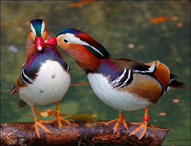 Утки мандаринки фен шуй