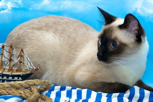 Сиамский Сноу-Шу