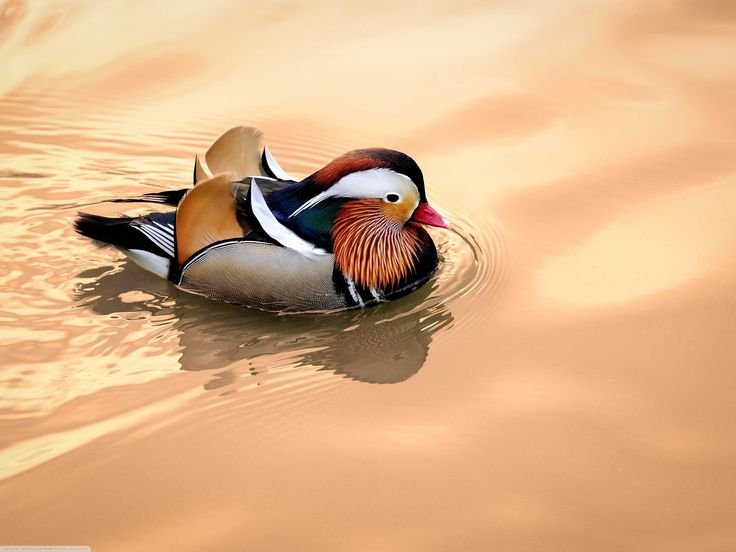 Утки мандаринки