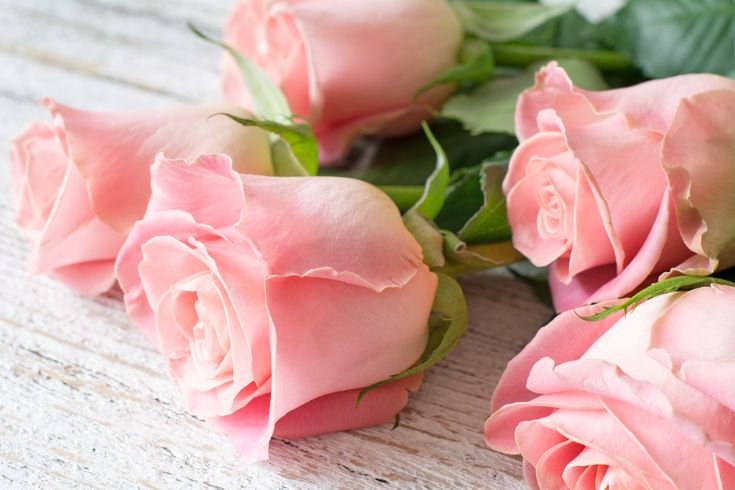 Нежные розовые розы