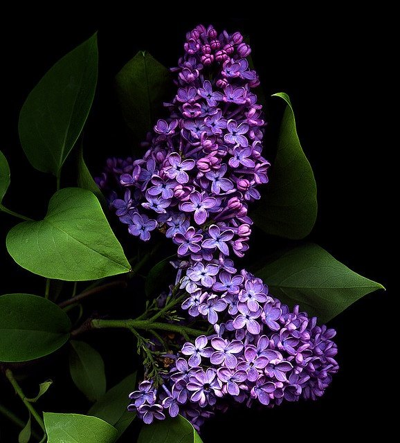 Сирень индиго