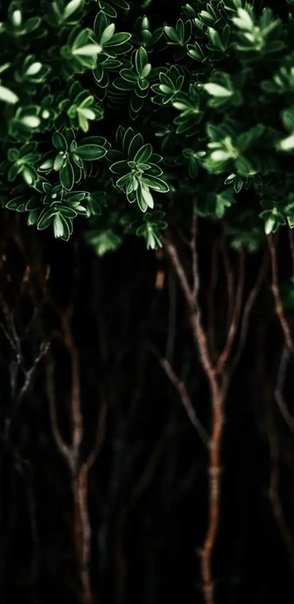 Темно зеленые растения