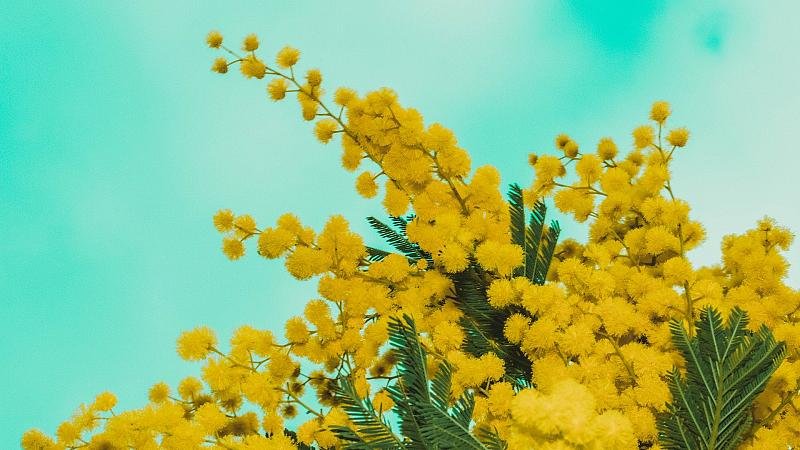 Акация Мимоза