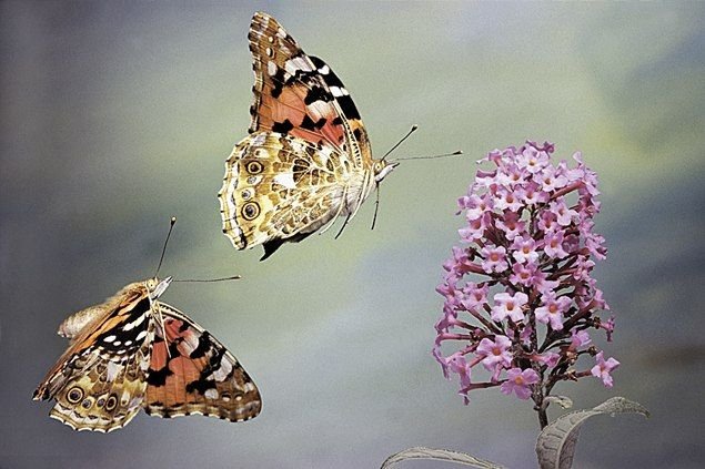 Порхающие бабочки