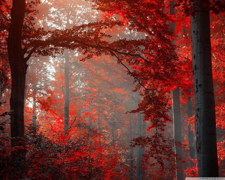 Красное дерево