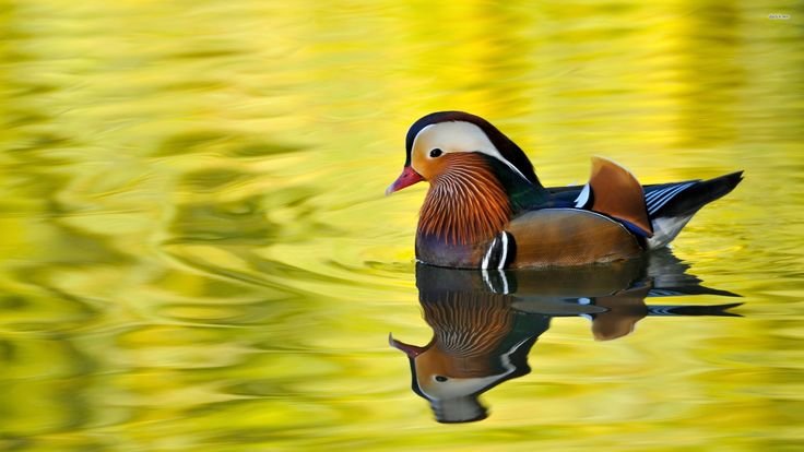 Утка Мандаринка Озерная