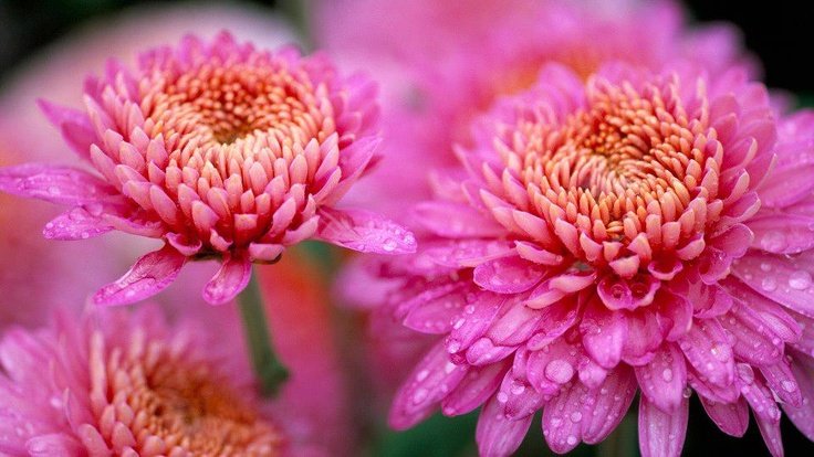 Хризантема Дюна