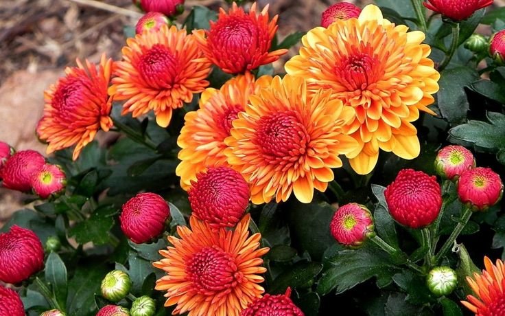 Хризантема корейская Майола