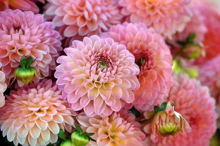 Пионовидные георгины