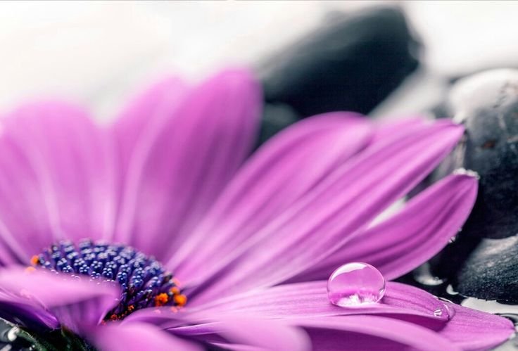 Фиолетовый цвет