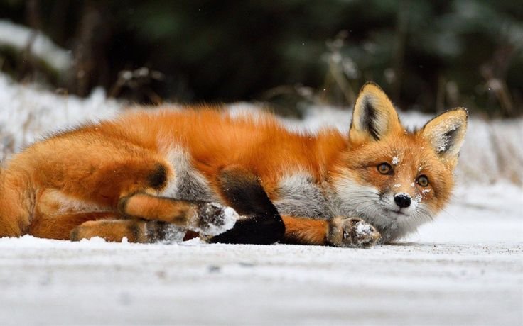 Картинки на рабочий стол лиса