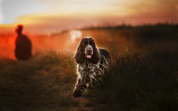 Спаниель русский охотничий на рабочий стол