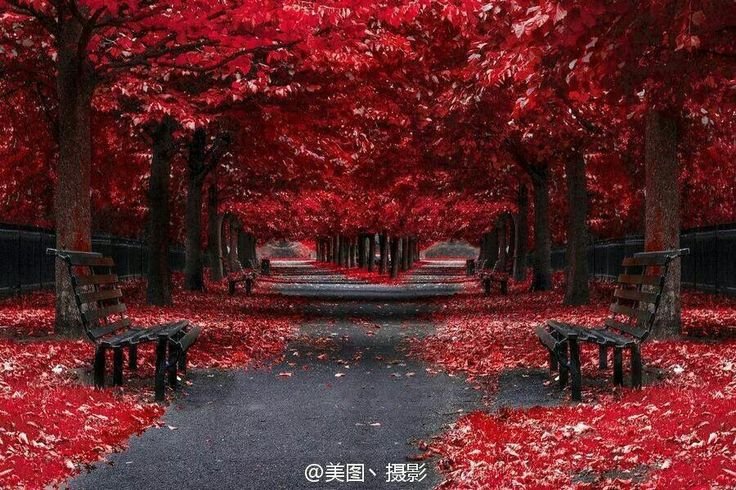 Красный цвет в природе