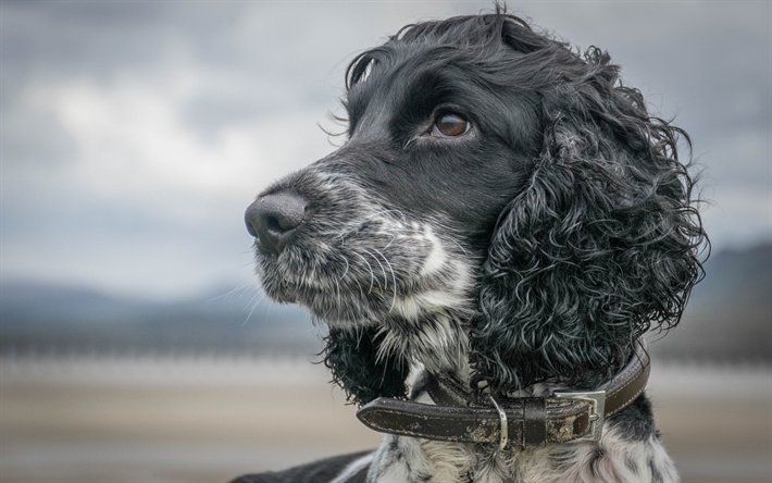 Русский кокер спаниель