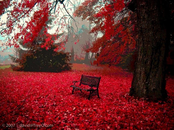 Красный цвет в природе