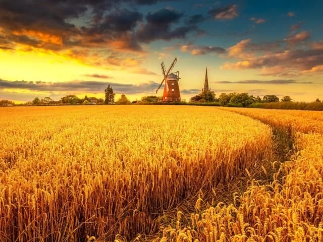 Зерновая мельница «золотое поле» (Golden field)