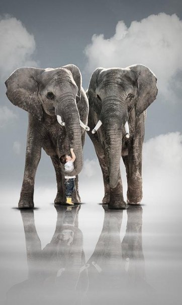 Слон заставка